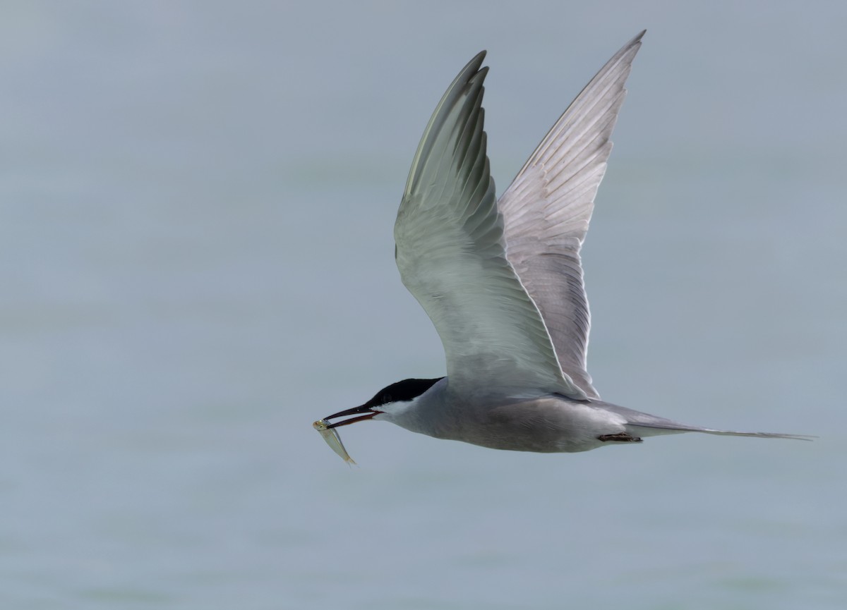 White-cheeked Tern - ML659490938