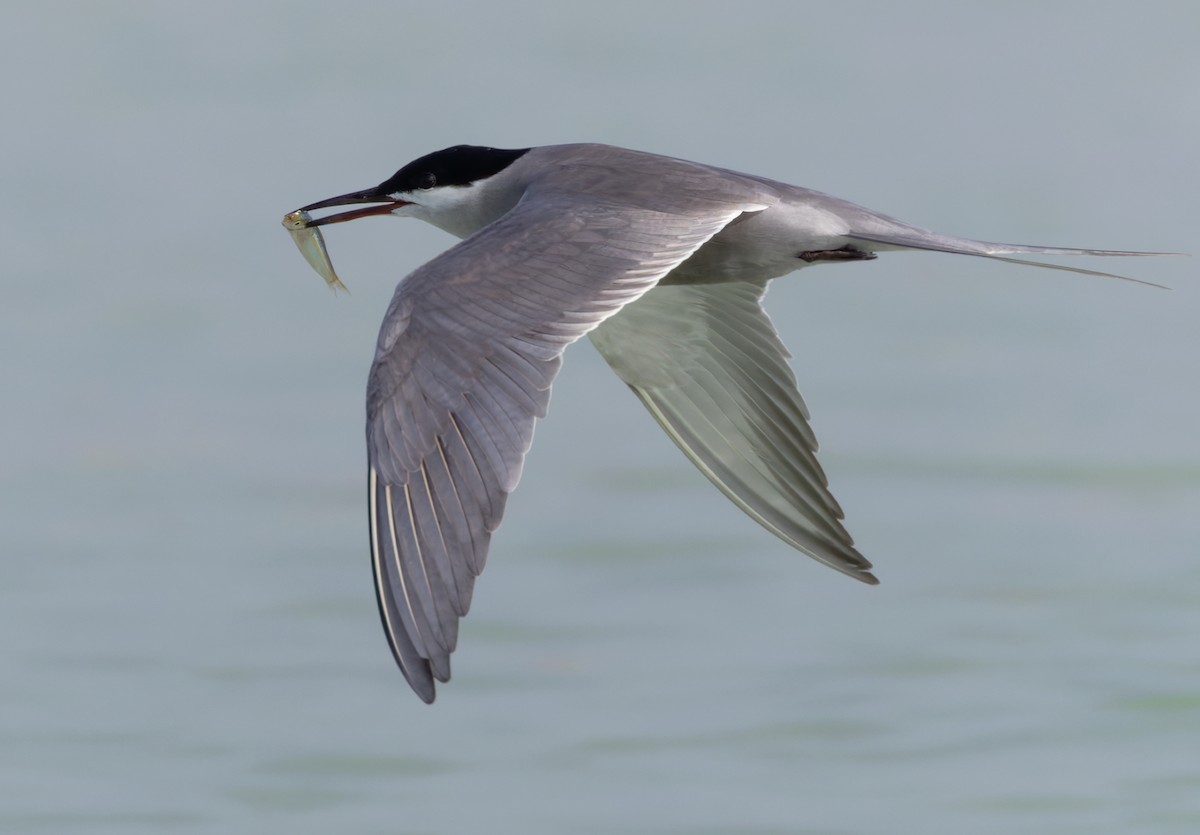 White-cheeked Tern - ML659490939