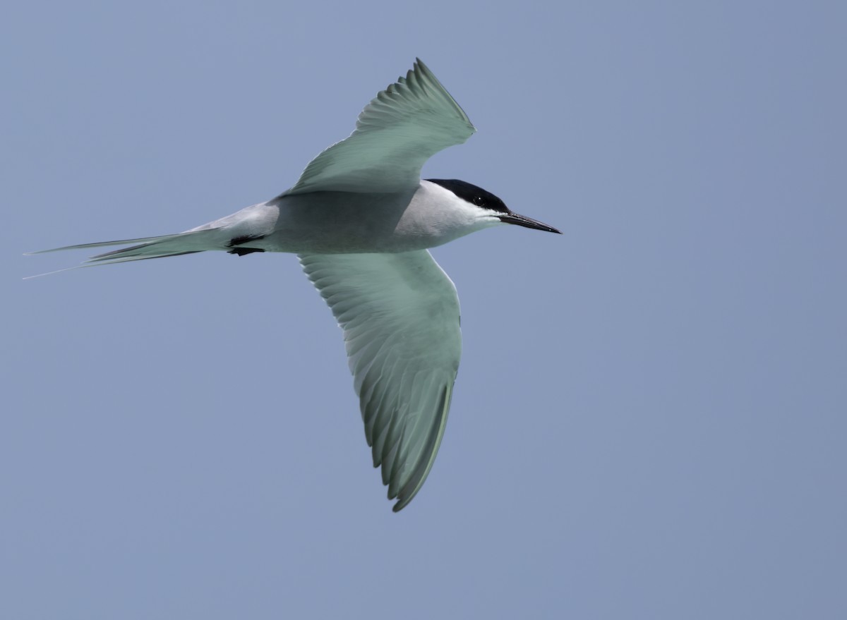 White-cheeked Tern - ML659490940