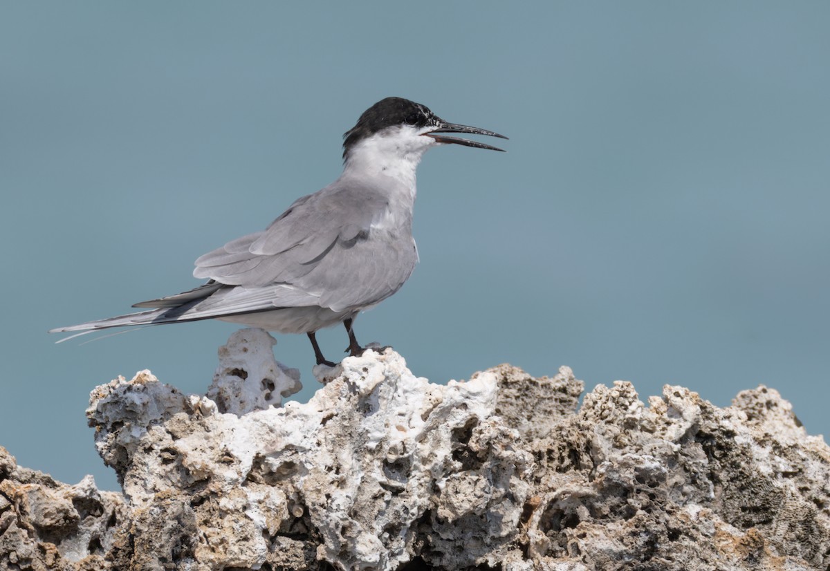White-cheeked Tern - ML659490942