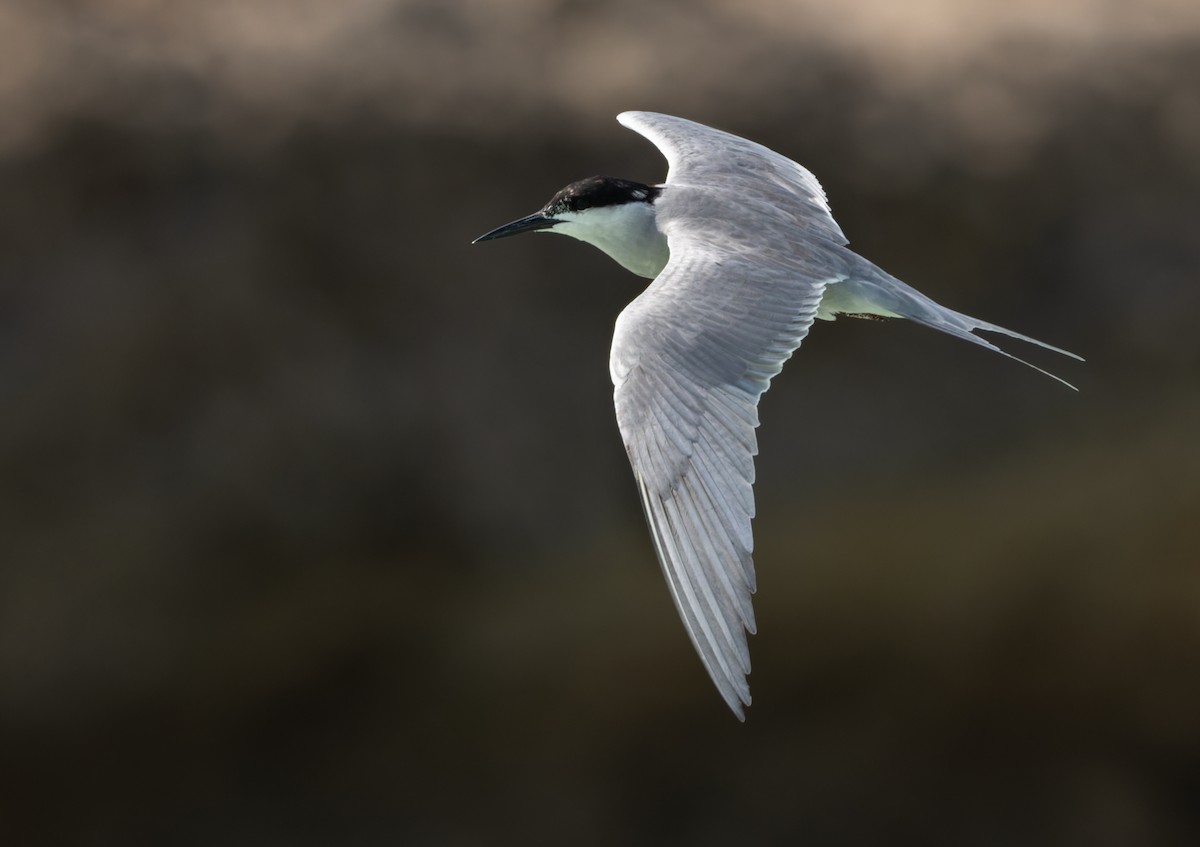White-cheeked Tern - ML659490944