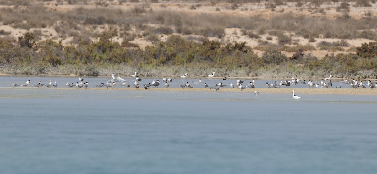 White-cheeked Tern - ML659490945