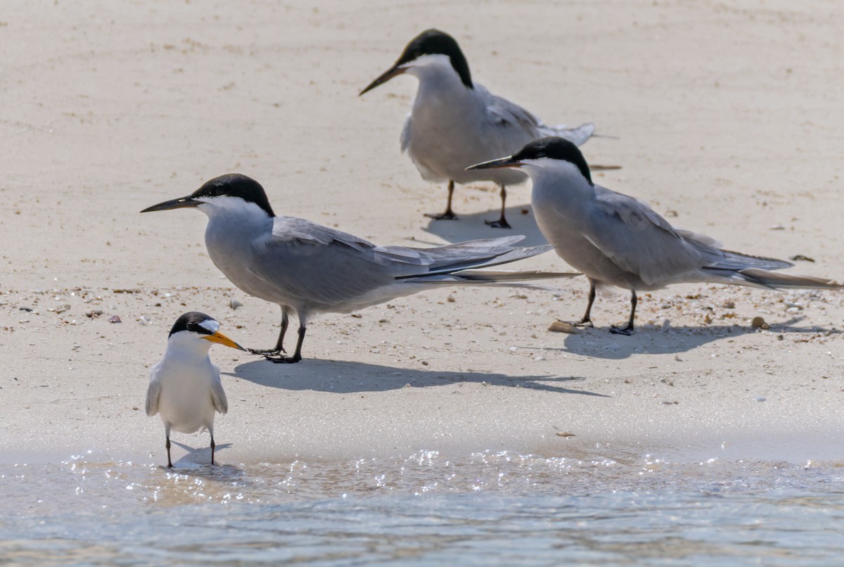 White-cheeked Tern - ML659490946