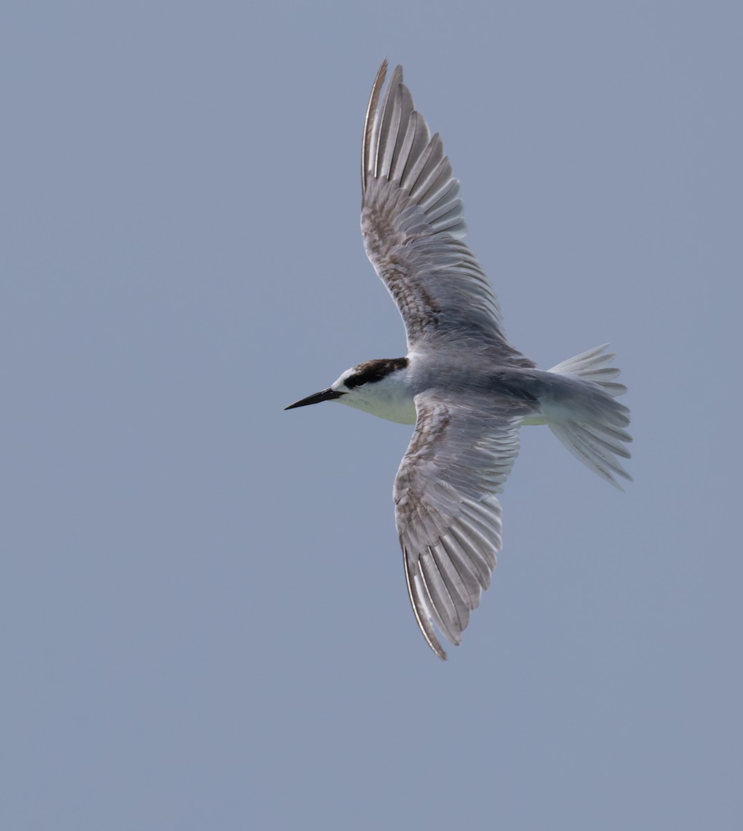 Little/Saunders's Tern - ML659490963