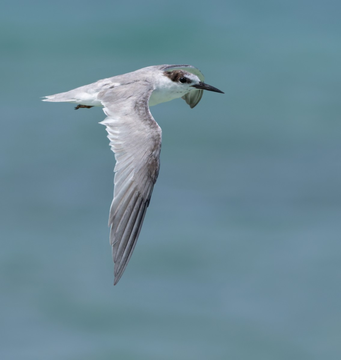 Little/Saunders's Tern - ML659490964
