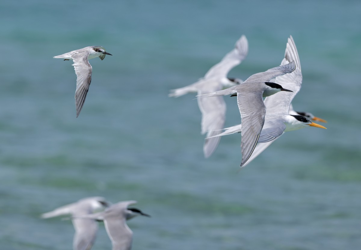 Little/Saunders's Tern - ML659490965