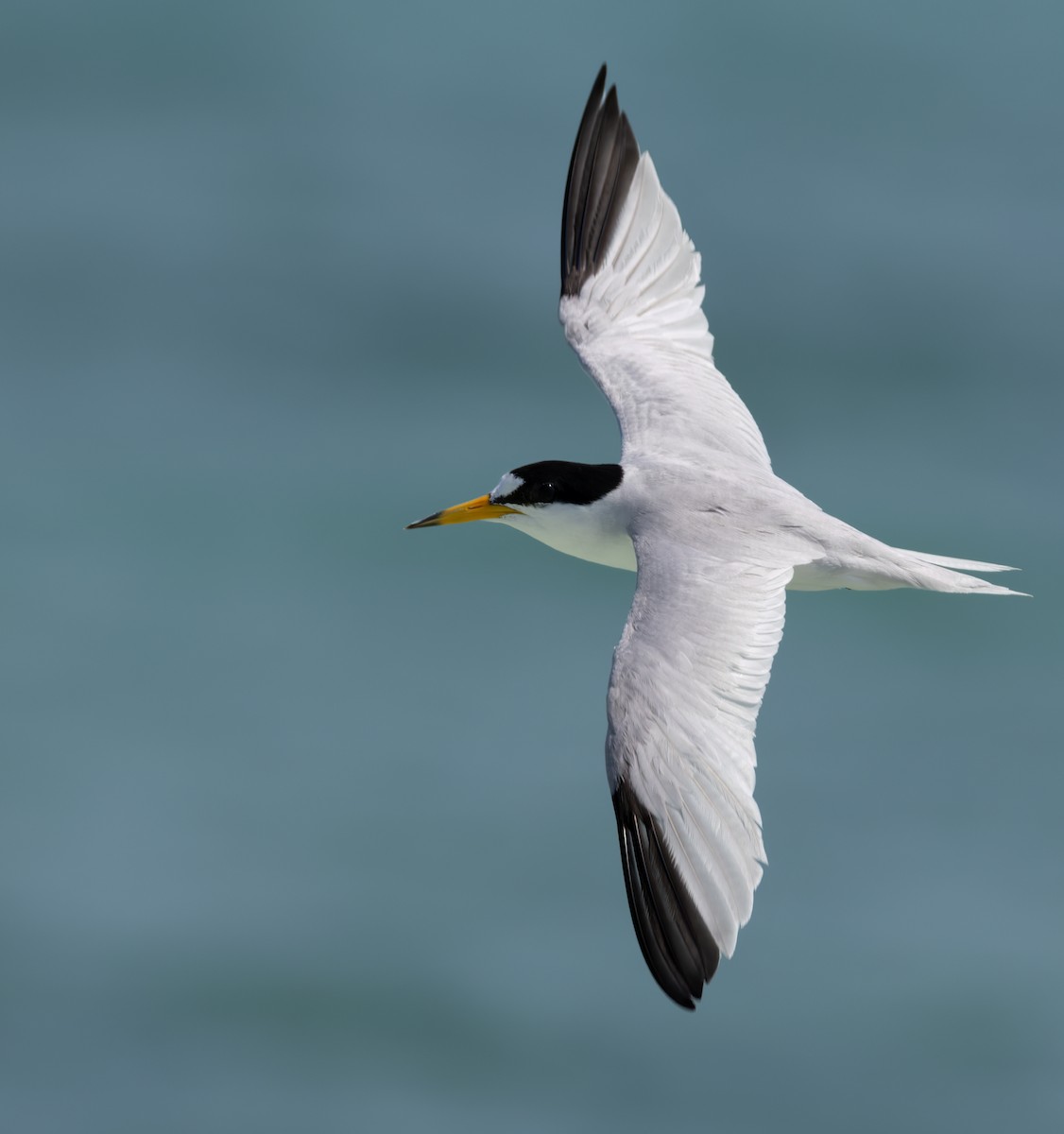 Saunders's Tern - ML659490970