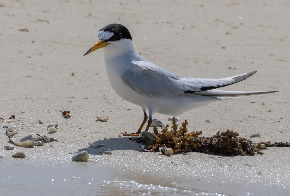 Saunders's Tern - ML659490971