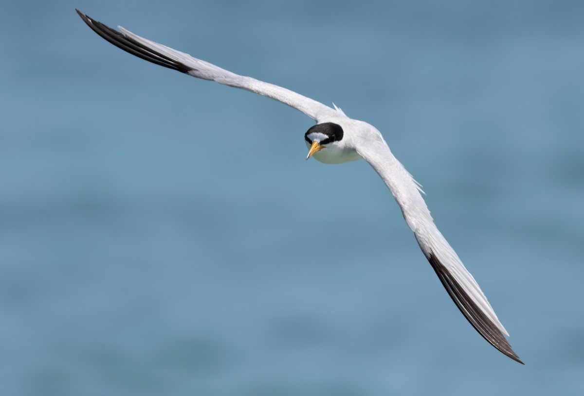 Saunders's Tern - ML659490972