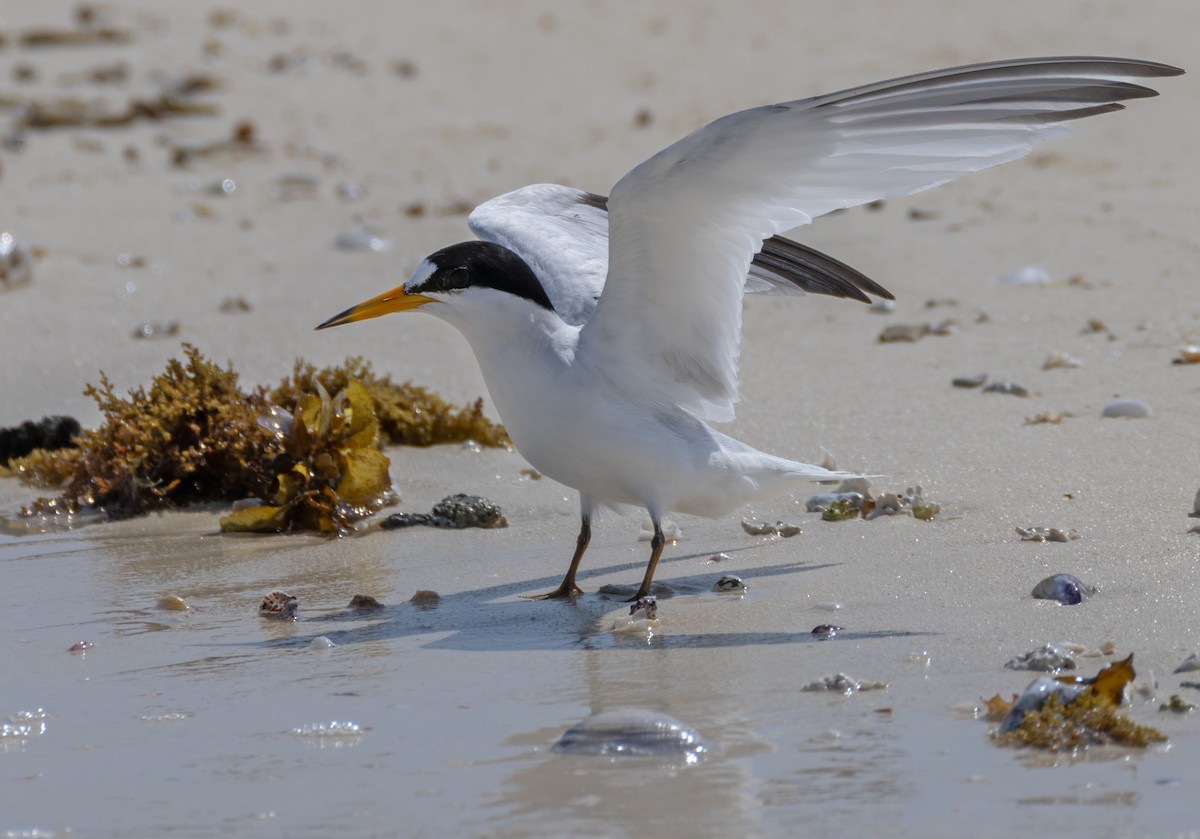 Saunders's Tern - ML659490973