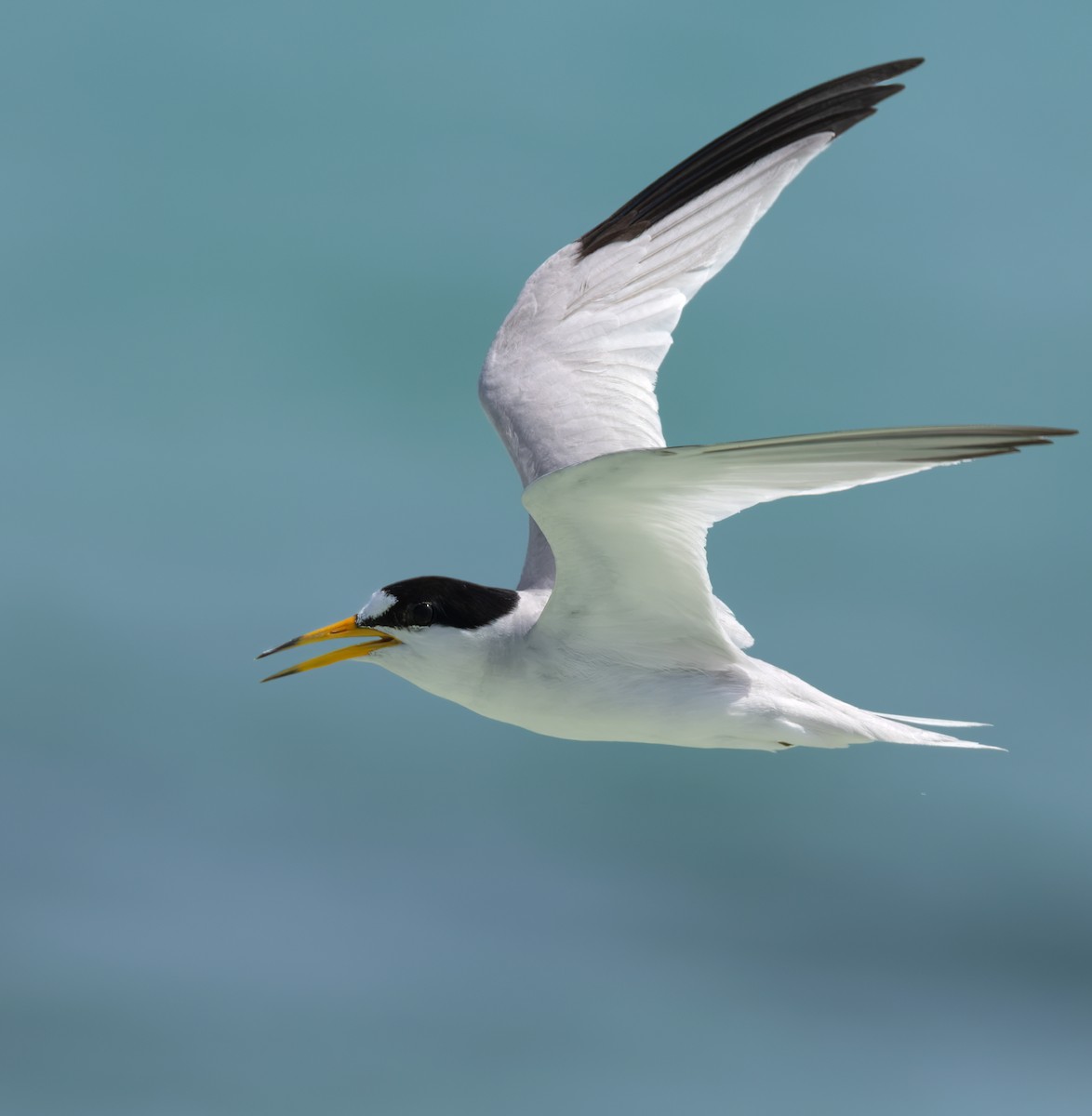 Saunders's Tern - ML659490974