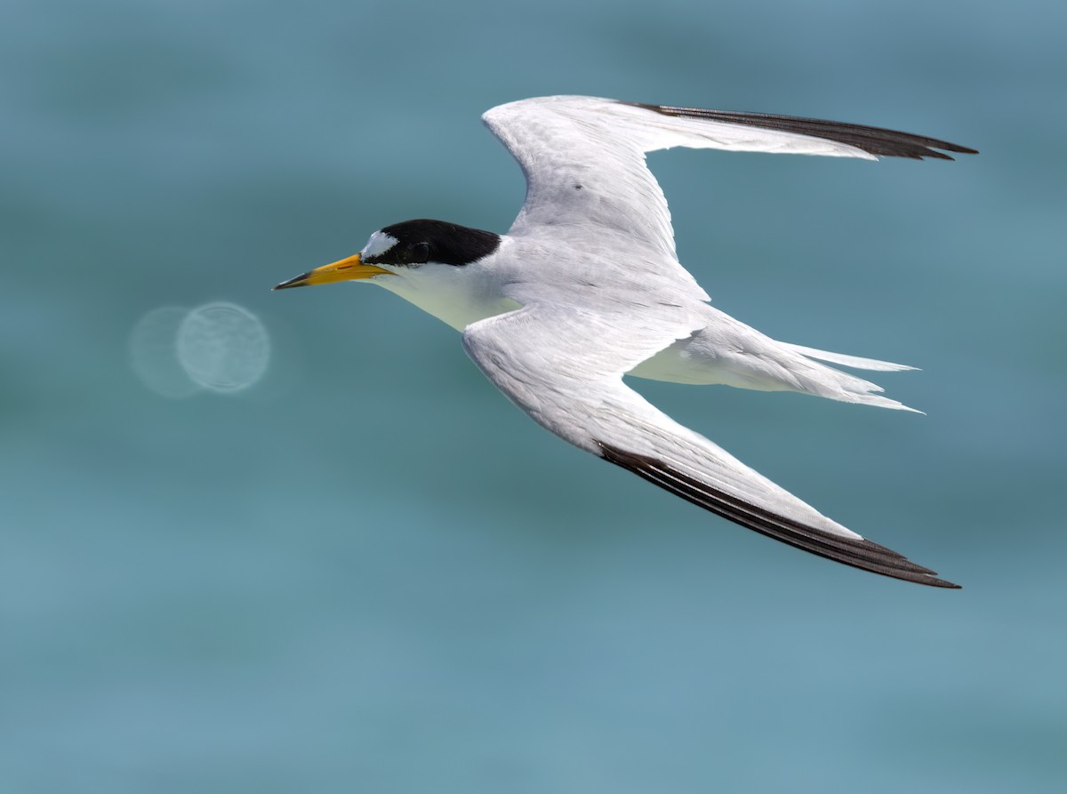 Saunders's Tern - ML659490975