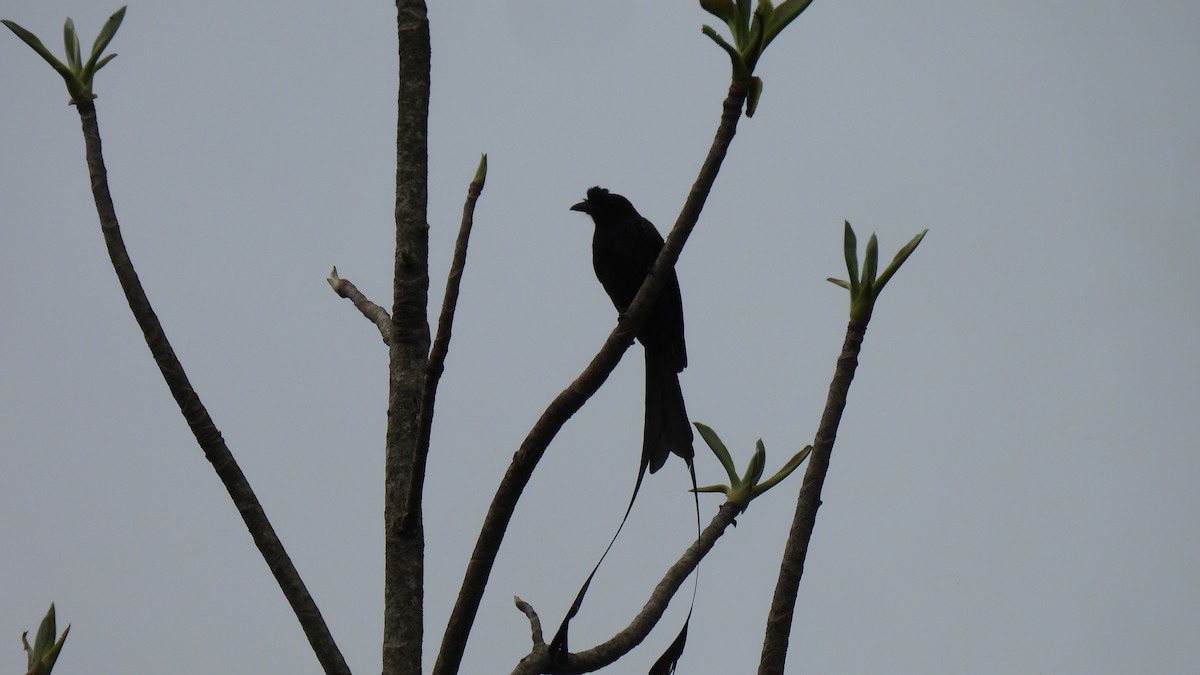 dragedrongo - ML659491052