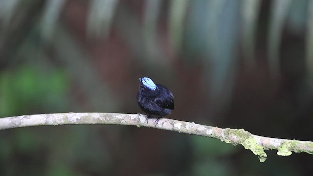 Velvety Manakin - ML659491105