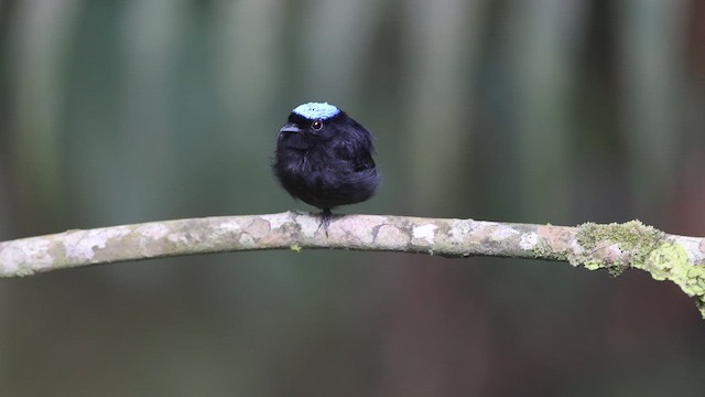 Velvety Manakin - ML659491280