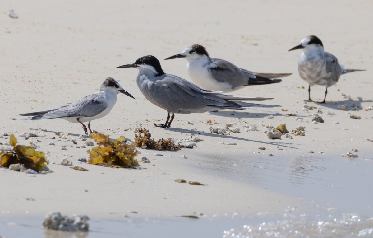 White-cheeked Tern - ML659491392