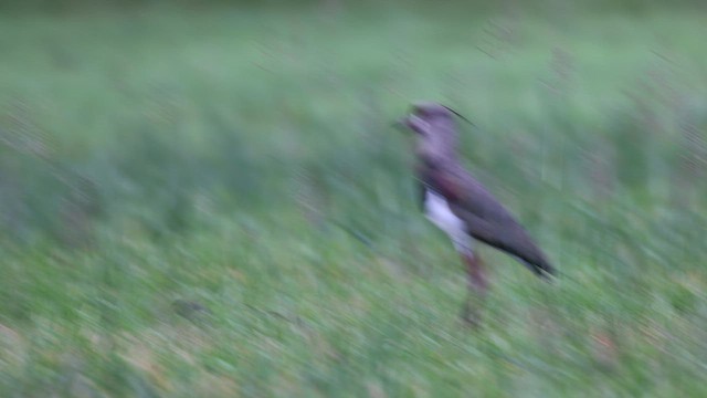 Southern Lapwing (cayennensis) - ML659492067