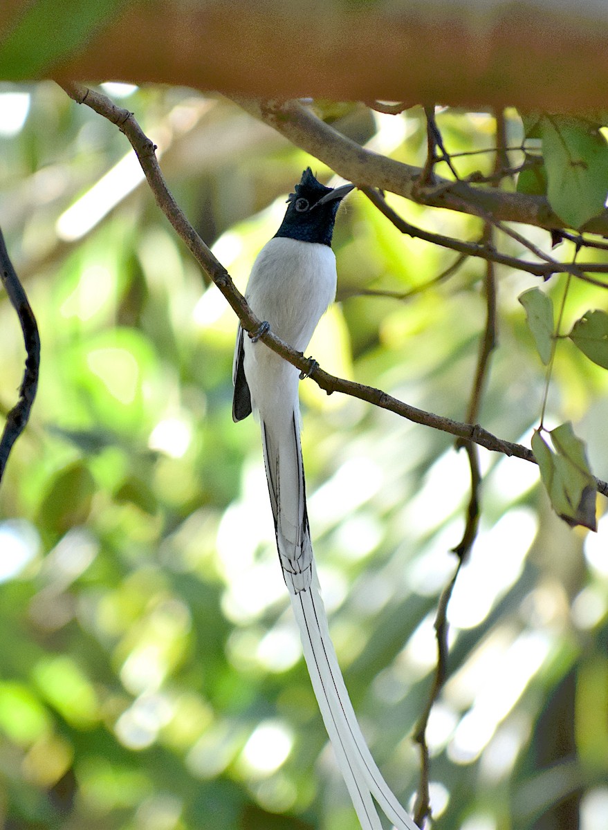 Indian Paradise-Flycatcher - ML659492241