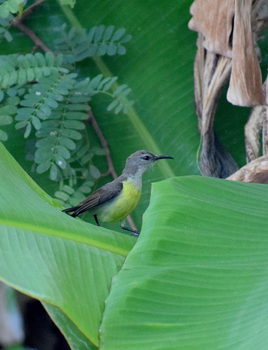 Purple-rumped Sunbird - ML659492247