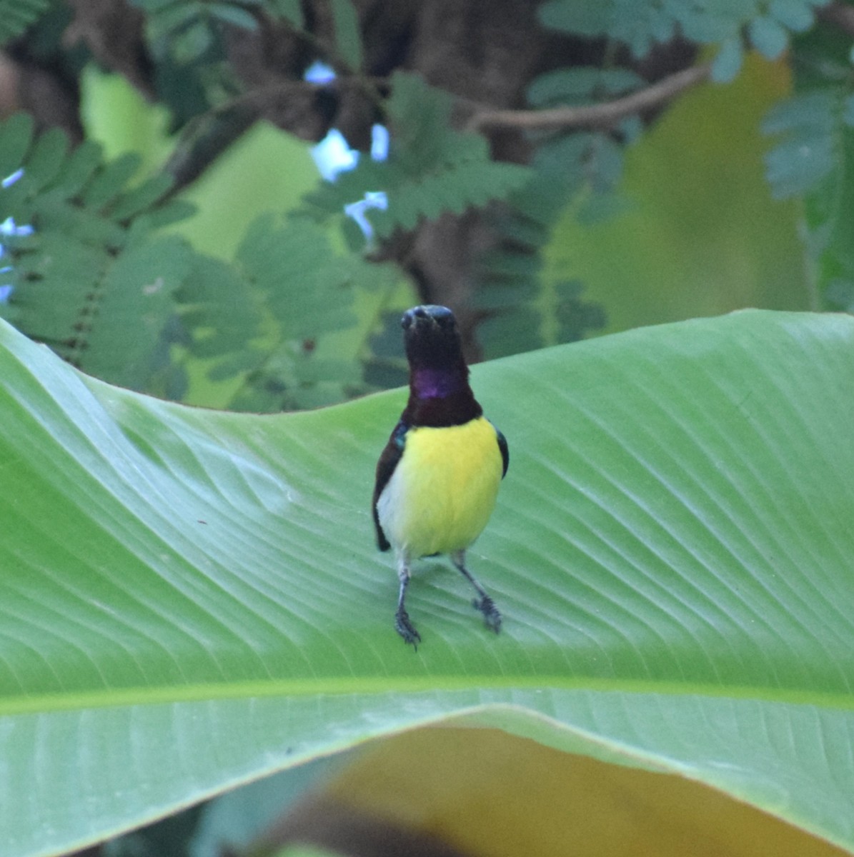 Purple-rumped Sunbird - ML659492270