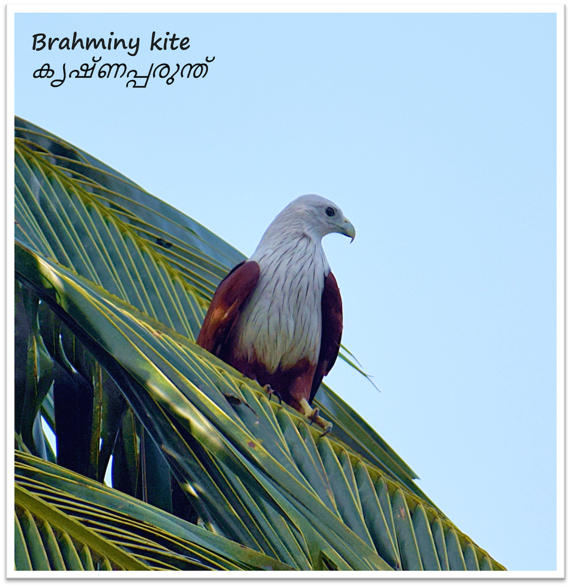 Brahminy Kite - ML659492379