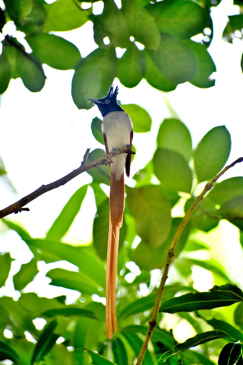 Indian Paradise-Flycatcher - ML659492430