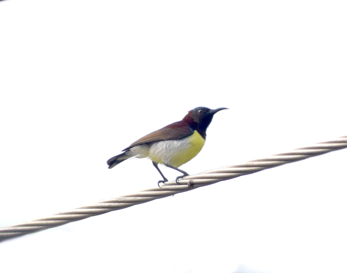 Purple-rumped Sunbird - ML659492565