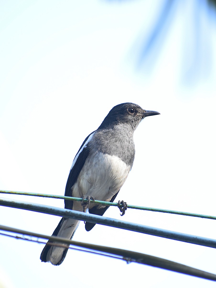 Oriental Magpie-Robin - ML659492656