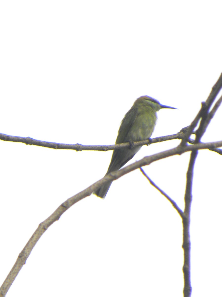 Asian Green Bee-eater - ML659492672