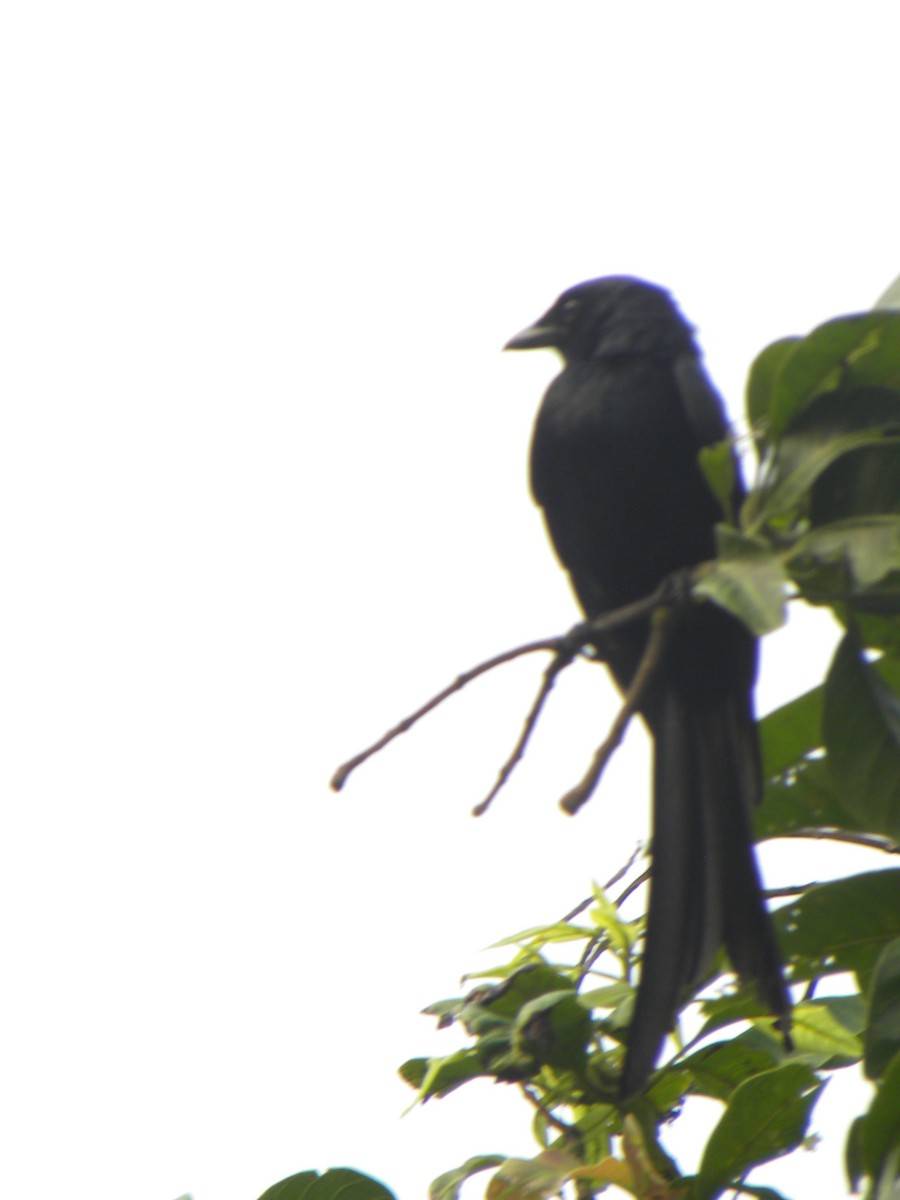 オウチュウ - ML659492679
