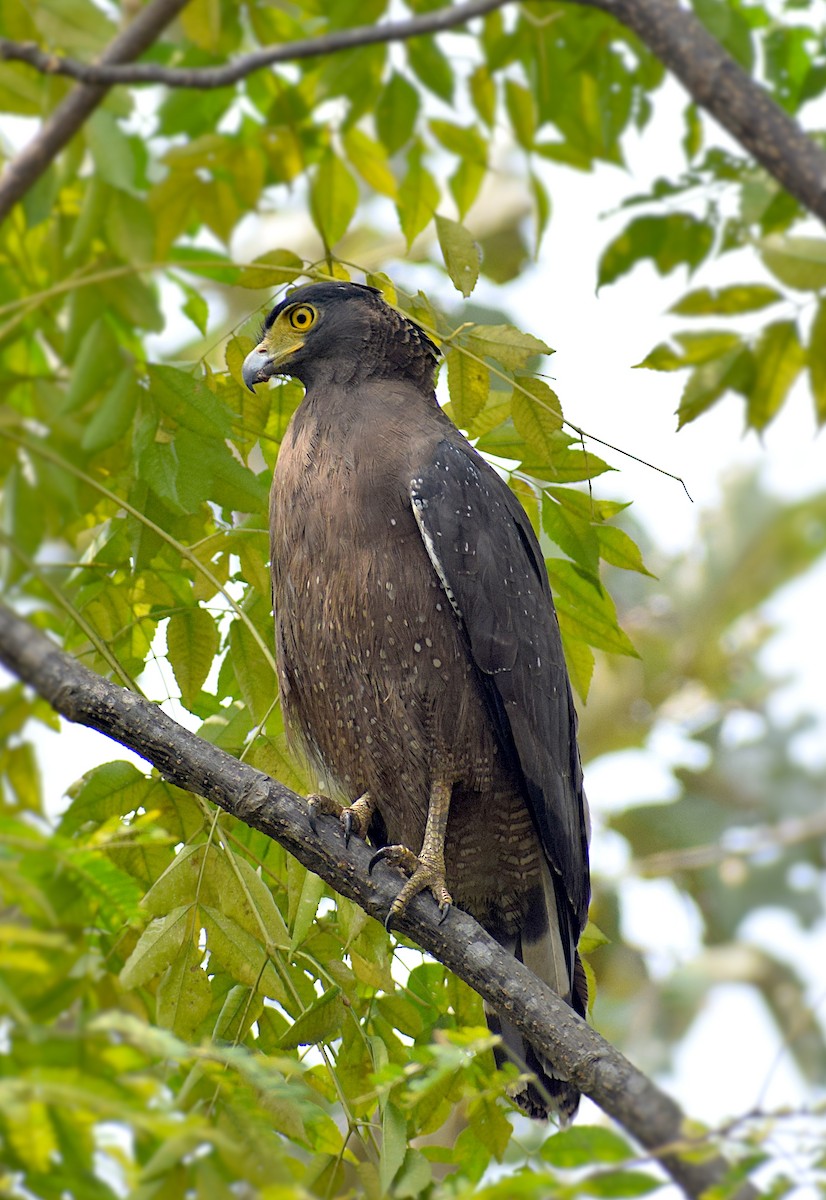 Crested Serpent-Eagle - ML659492718