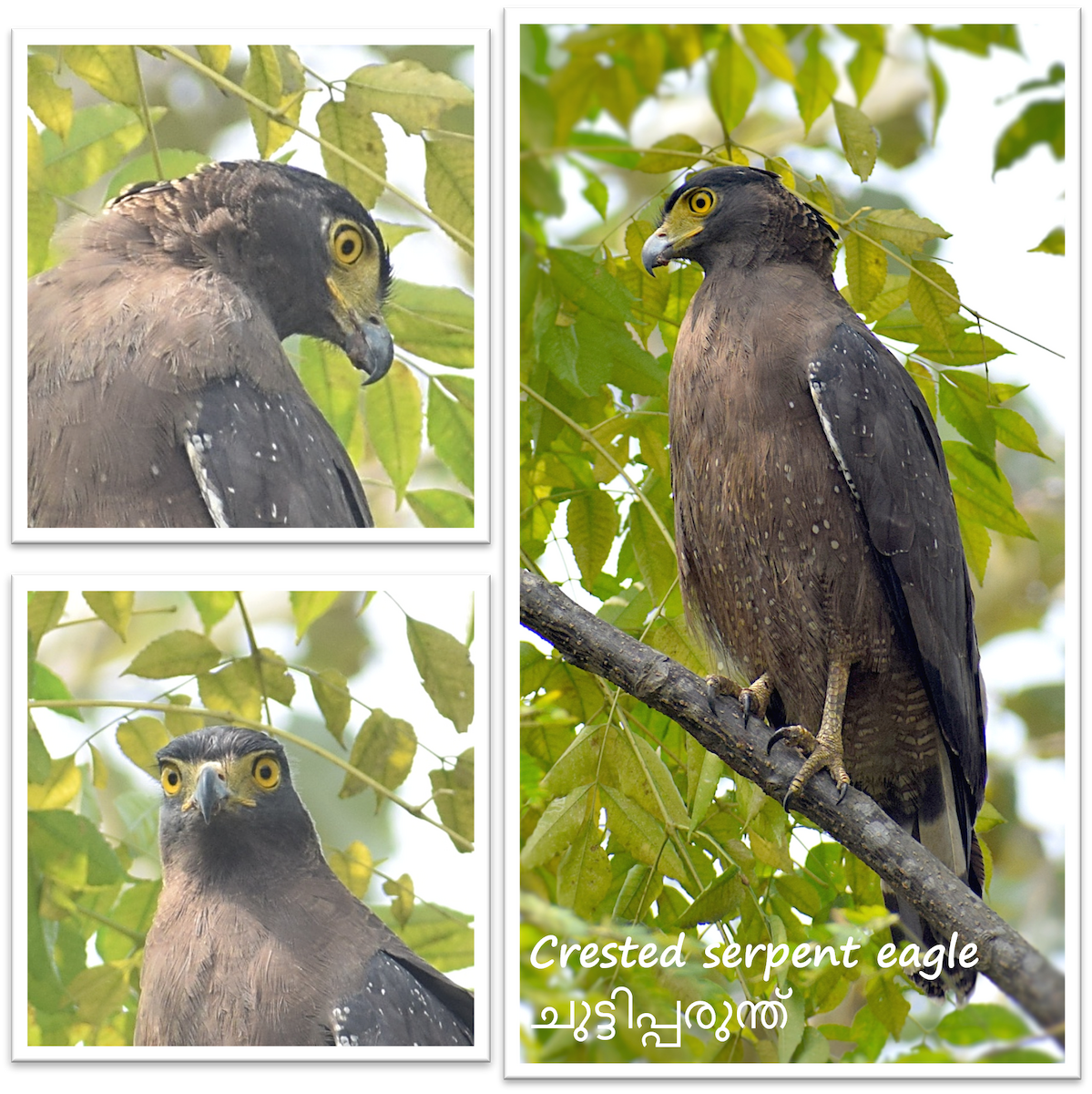 Crested Serpent-Eagle - ML659492724
