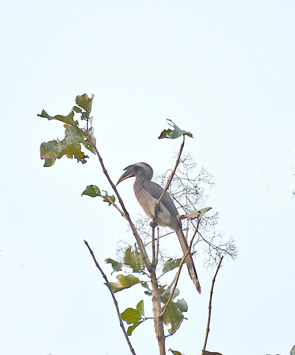 Indian Gray Hornbill - ML659492762