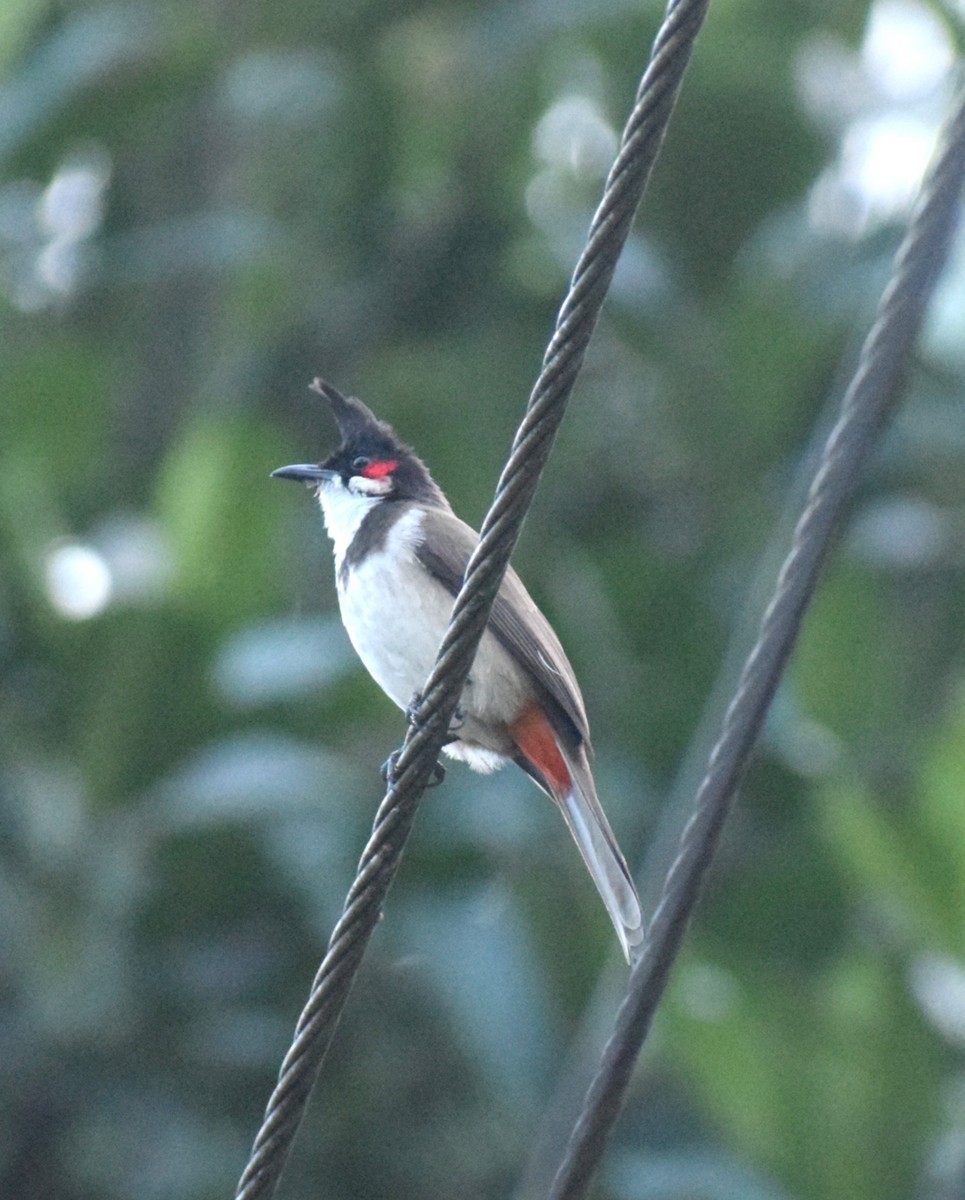 Red-whiskered Bulbul - ML659492851