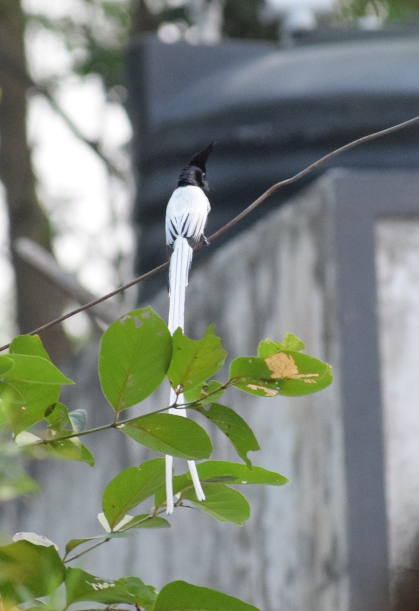 Indian Paradise-Flycatcher - ML659492856