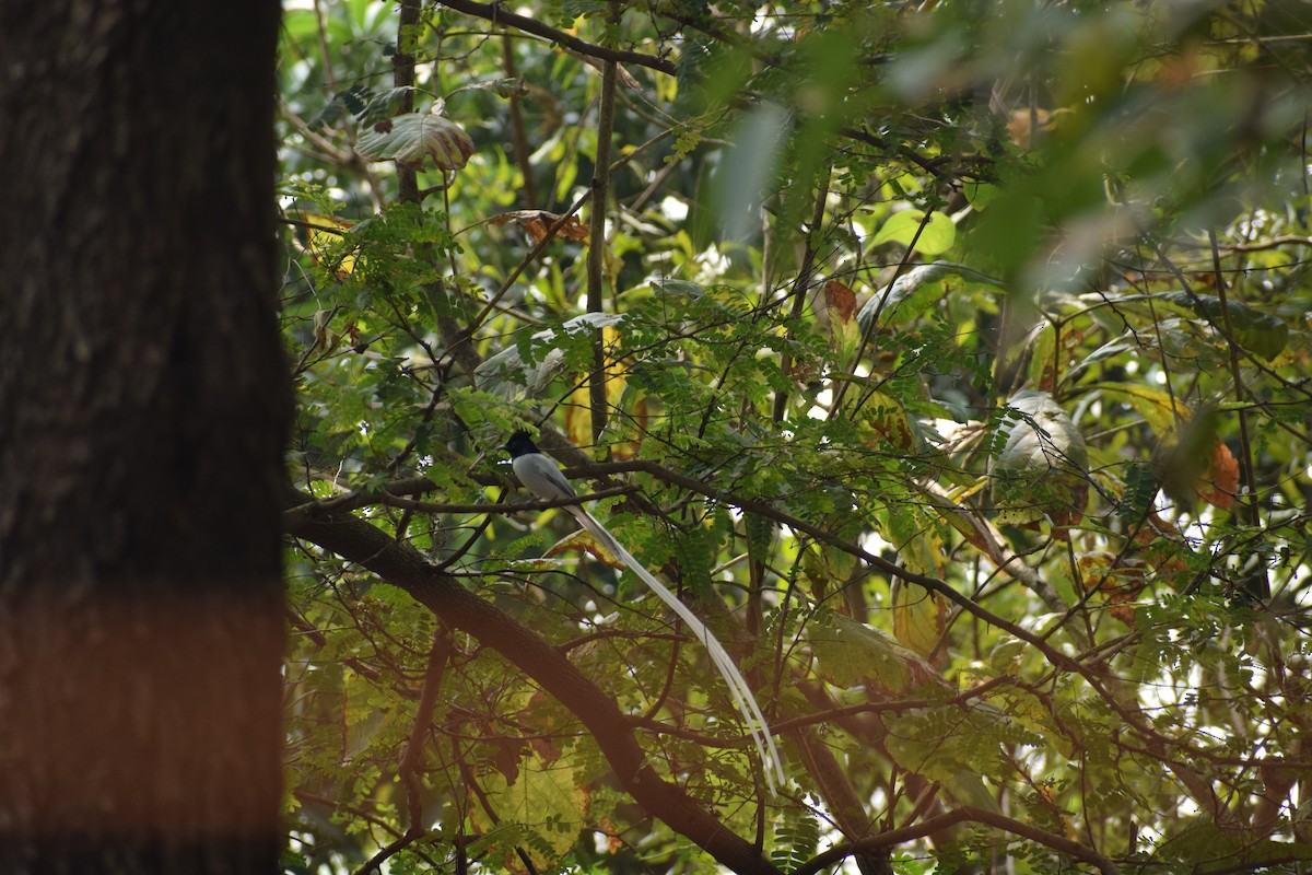 Indian Paradise-Flycatcher - ML659492901