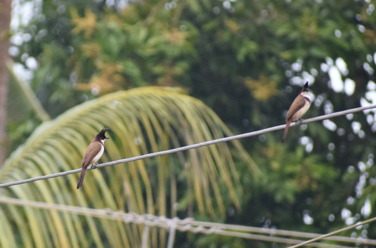 Red-whiskered Bulbul - ML659493061