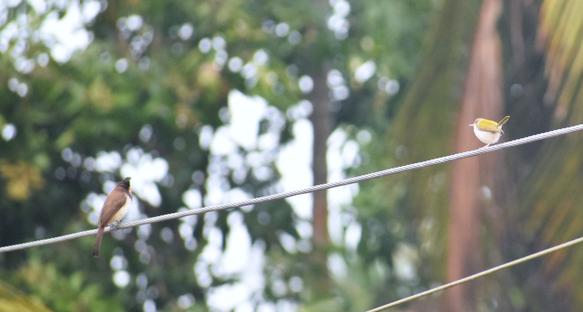 Common Tailorbird - ML659493065