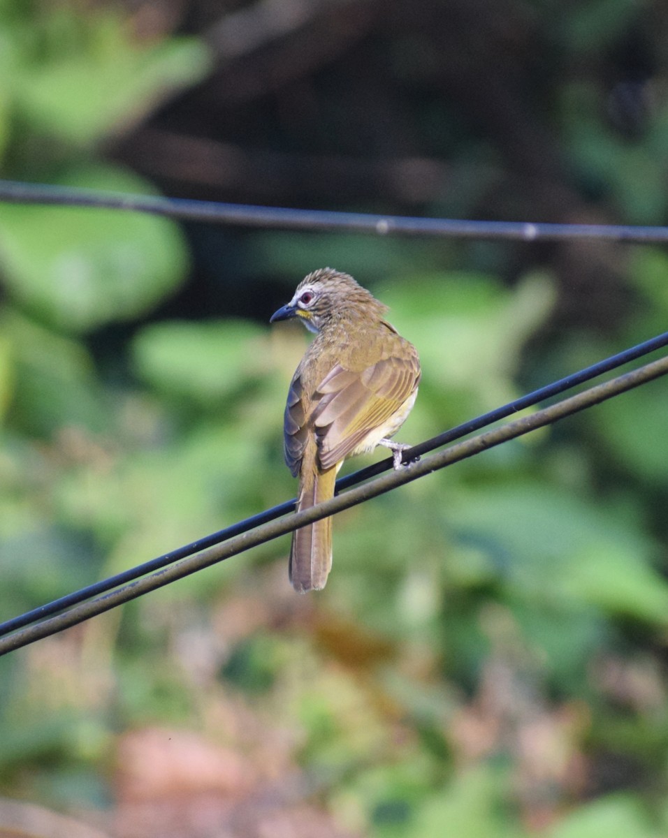 White-browed Bulbul - ML659493100