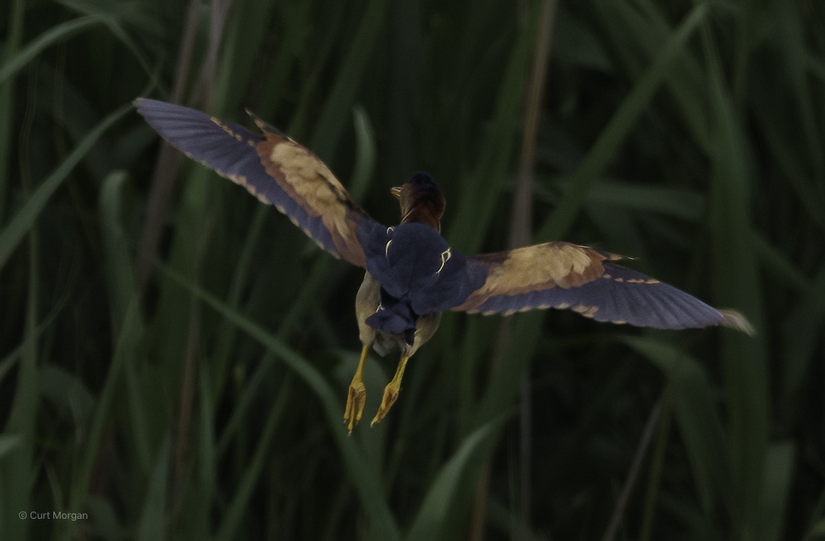 Least Bittern - ML659494529