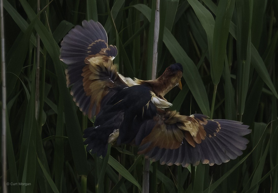Least Bittern - ML659494530