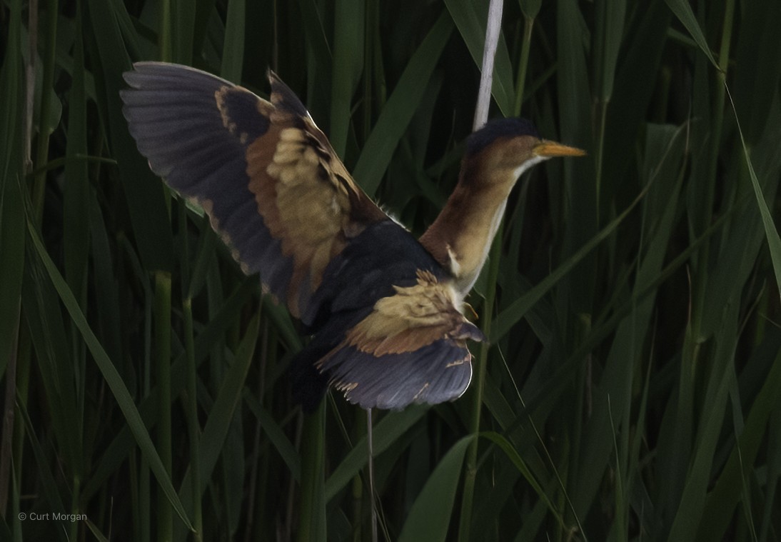 Least Bittern - ML659494531