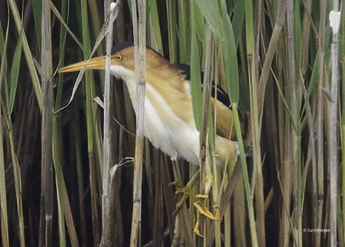 Least Bittern - ML659494536