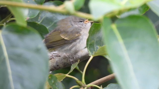 Orange-crowned Warbler - ML659494766
