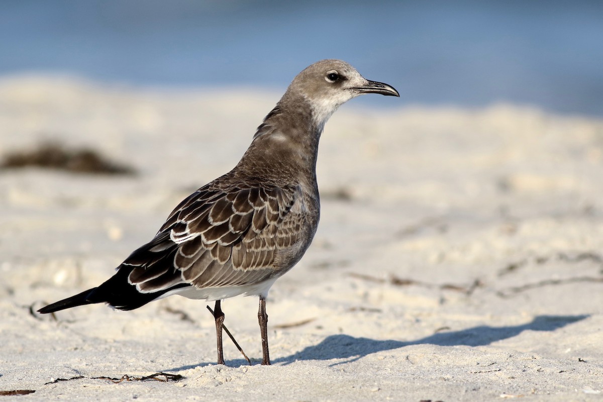 Laughing Gull - Max McCarthy