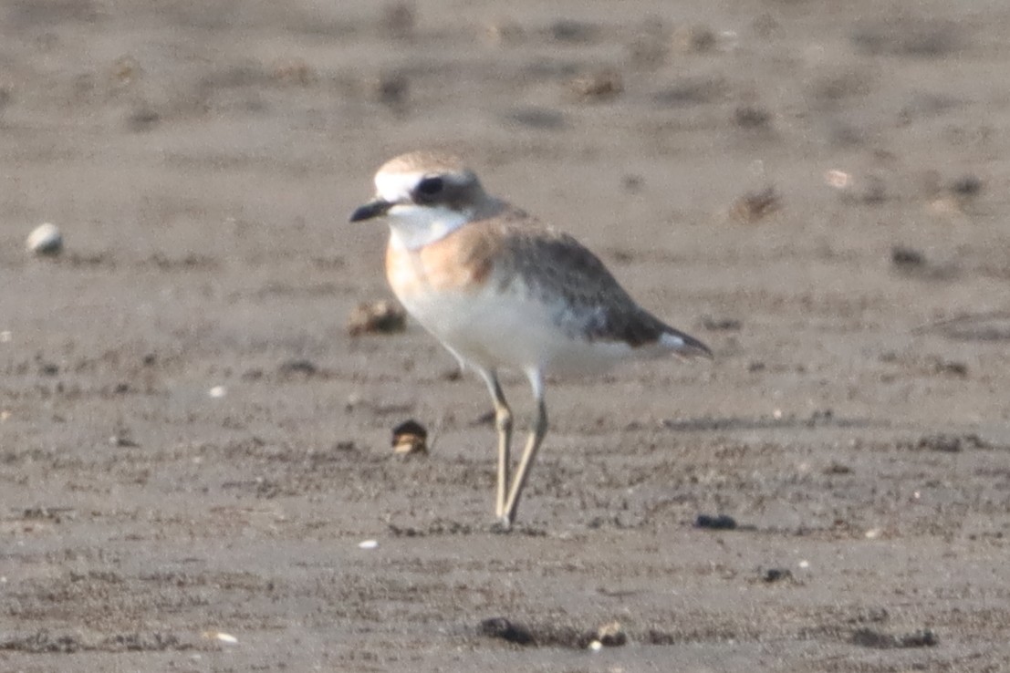 eBird Checklist - 10 Jun 2026 - Batad Beach, Bago City - 22 species