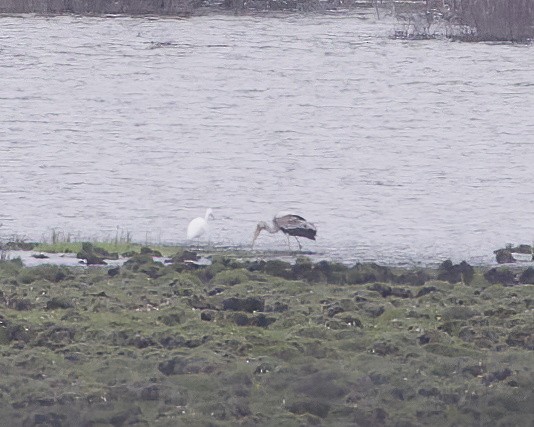 eBird Checklist - 11 Jun 2026 - Songpan, Aba CN-Sichuan 32.96008, 103. ...