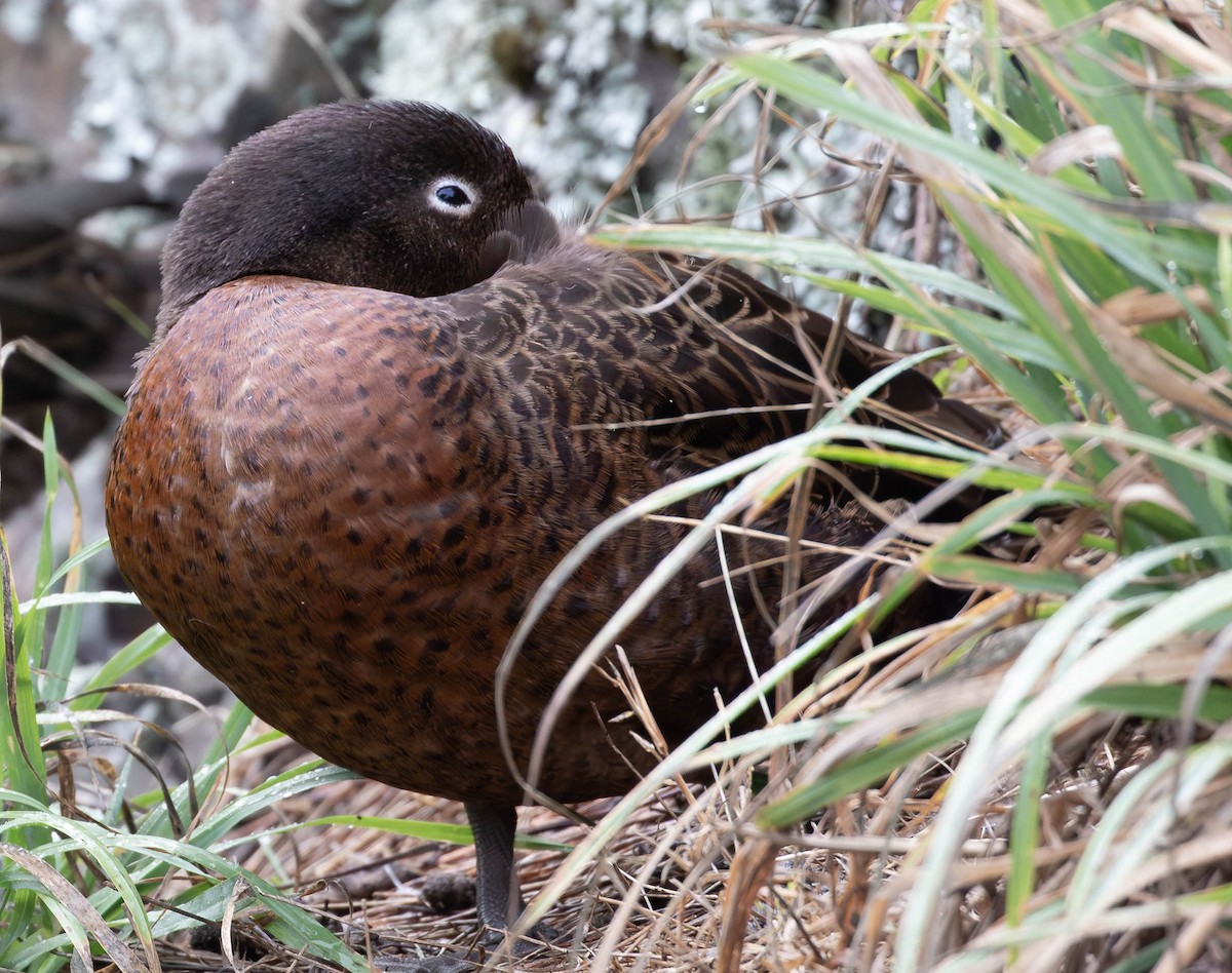 Brown Teal - ML659497986