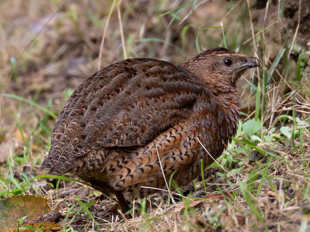Brown Quail - ML659497991