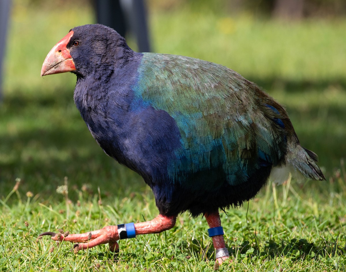 South Island Takahe - ML659497995
